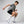 EVO Grip Socks hvide - skridsikre fodboldstrømper